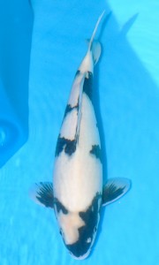 Young Tategoi