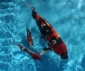 Holland Koi Show — 2012 — первый день