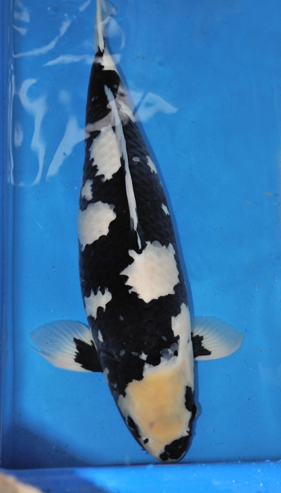 Широ уцури, 64 см, октябрь 2012 - 2
